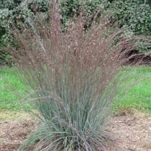 Flowering stems rise in late summer above the foliage clump bearing purplish finger-like flower clusters. Total height of this grass is 4-8' tall. Full sun.