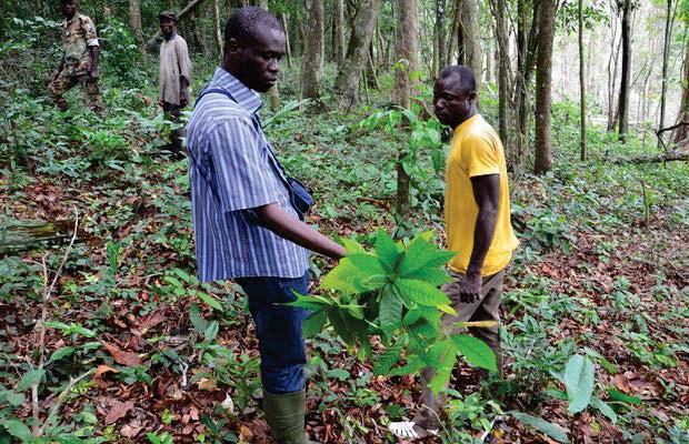 Long-term risks weigh on the outlook Ivorian output growing out of control Consistently high farmgate prices have driven a surge in plantings, many in areas unsuitable for long-term