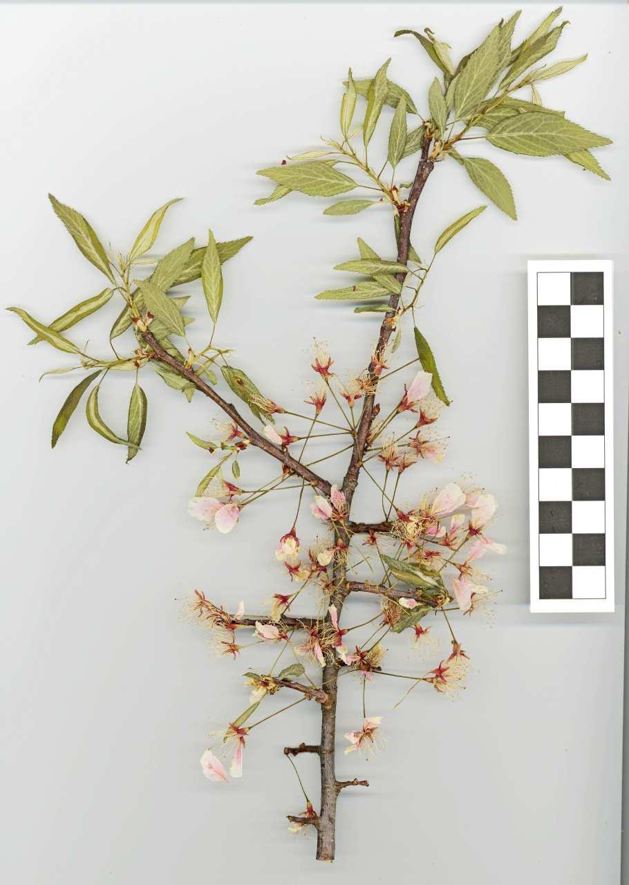 Johnson: Prunus americana in Arkansas 2 Voucher specimen. USA. Arkansas. Pope Co.: Pine Ridge Gardens Nursery, owned by Mary Ann King, NW of London, 1.