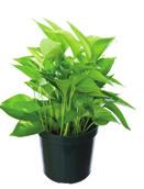Dracaena Limelight Great color - bright chartreuse green. Also a good air purifier, removing most pollutants from the air.