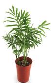This is also one of the few plants that are non-toxic to pets. Pepperomia Place this plant in bright filtered light.