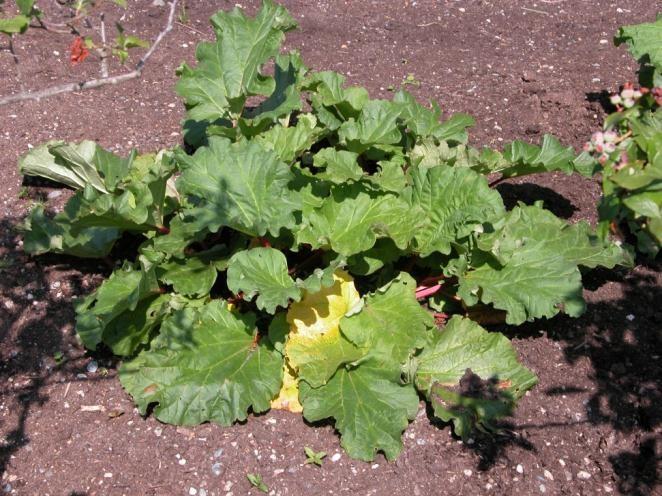 Rhubarb Rheum X hybridum Polygonaceae family Is a vegetable but a New