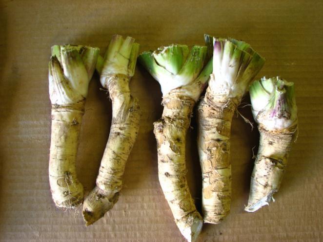 Horseradish Armoracea rusticana Perennial cool season crop Can become a weed Root is