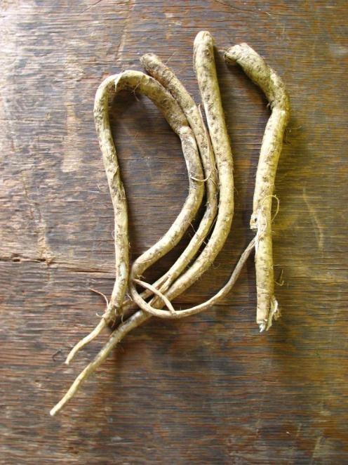 Horseradish Common to Orient and Europe Grown as a