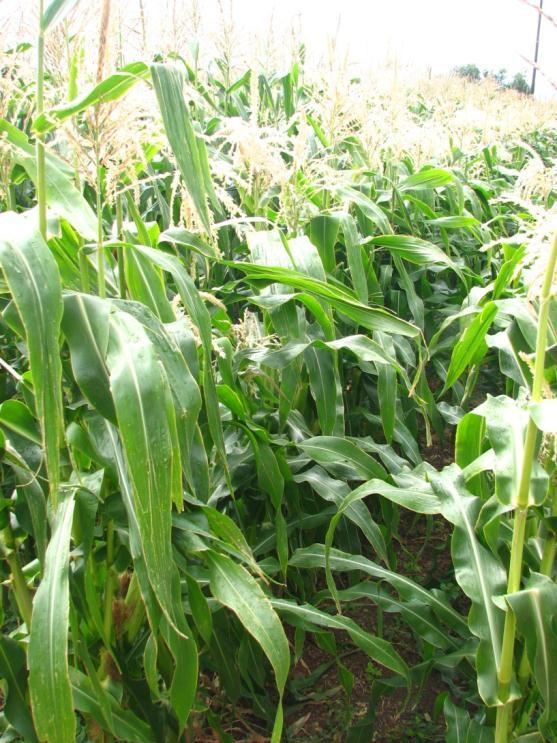 Sweet Corn Family: Poaceae Type: Annual grass Native: