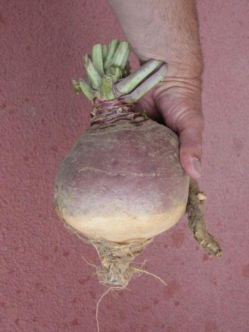 Rutabaga Brassica napus Long season crop 85 to 95 days Good storage vegetable 6 inch