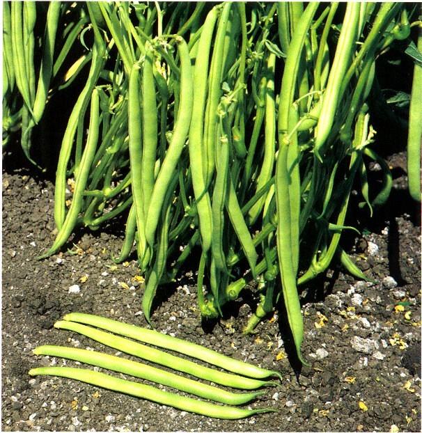 Beans Phaseolus vulgaris & P.