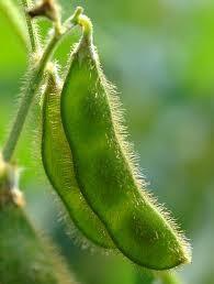 Soybean Glycine max Originated from the Orient Eat pods and