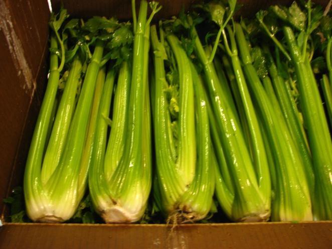 Celery Apium graveolens Common to marshlands of the Mediterranean