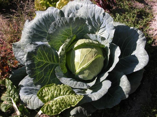 Cabbage Brassica oleracea var.