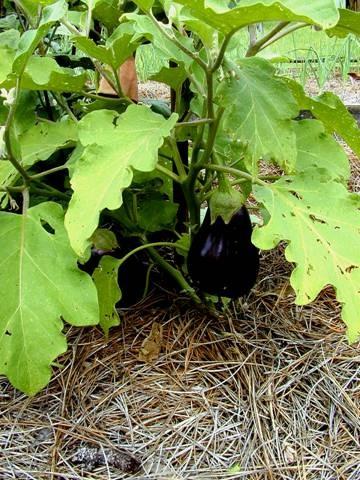 Eggplant Solanum melogena Family Solanaceae Tender, warm-season perennial grown as an