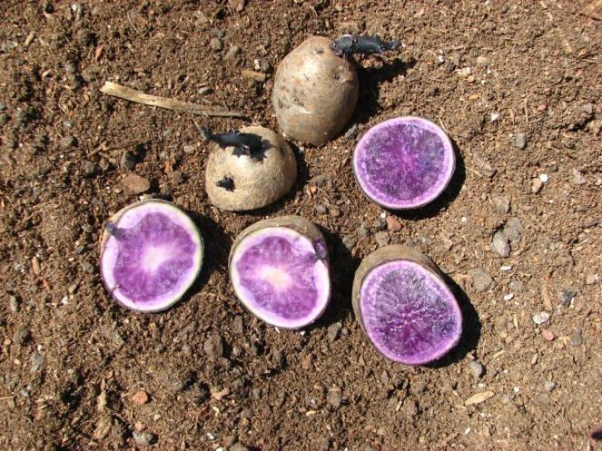 Potato Facts Family: Solanaceae Type: Tuberous