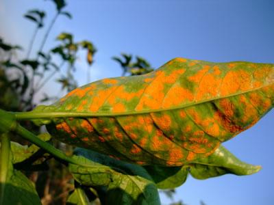 Coffee Leaf Rust (CLR) Coffee Leaf Rust (CLR) Hemileia
