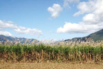 AUSTRALIAN SUGARCANE Cane growing and sugar production has been around for hundreds of years in Australia.
