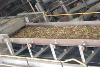 Sugar mills are large, self-contained factories which only operate during the harvesting and crushing season.