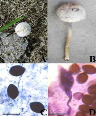 118 B I O D I V E R S IT A S 15 (2): 115-130, October 2014 A C Figure 2. Panaeolus antillarum. A. Carpophore growing in natural habitat; B.
