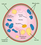 Struktura i kompozicija mikotične ćelije Citološka proučavanja bazirana na biljnim i animalnim ćelijama su predstavljala dobru osnovu pri proučavanju ćelije kod gljiva.