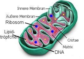 Mitohondrije: građa i funkcija je ista kao i kod drugih živih bića; imaju višeslojnu membranu: lipidiproteini-lipidi, spoljna je glatka a unutrašnja sa kristama.