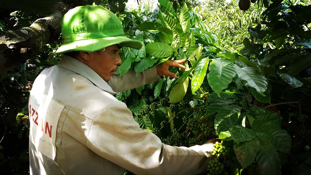 We work directly with farmers and cooperatives to guide them the ways of care, harvesting and processing coffee & cacao with good quality and we offer the output consuming of products stably with