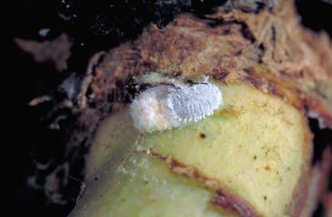 FARM ADVISORS Mealybugs in Vineyards: Identifying, Monitoring and Managing Lynn Wunderlich, University of California Cooperative Extension Farm Advisor in El Dorado and Amador Counties Mealybugs have