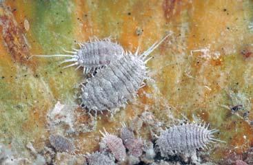 The Newcomer: Gill s Mealybug Gill s mealybug adults are relatively large (2-5 mm) and easy to spot due to their large amounts of long, filamentous wax.