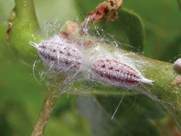 Gill s mealybug is a bit of a mystery; it was first found on pistachio in the Valley in the 1990s, and then in 2004 in a foothill vineyard; we are not sure why Gill s mealybug has moved to grapes.