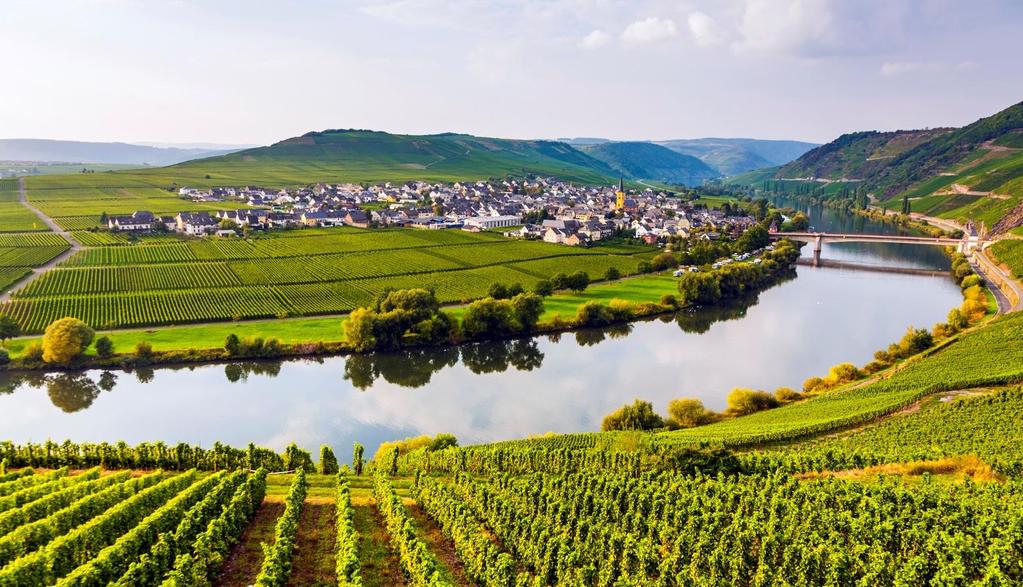 Germany Riesling Riesling is an aromatic white wine grape variety that originated in the Rhine region of Germany, where it is still the most planted grape variety grown