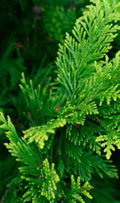 Evergreens ARBORVITAE American Arborvitae (Thuja occidentalis) American Arborvitae are good, tough evergreens for our landscapes.
