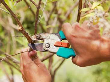 Not all shrubs will need regular pruning if at all and each plant s natural growth habit should be considered within the landscape design.