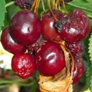 develop in infested fruit Fruit damaged by SWD