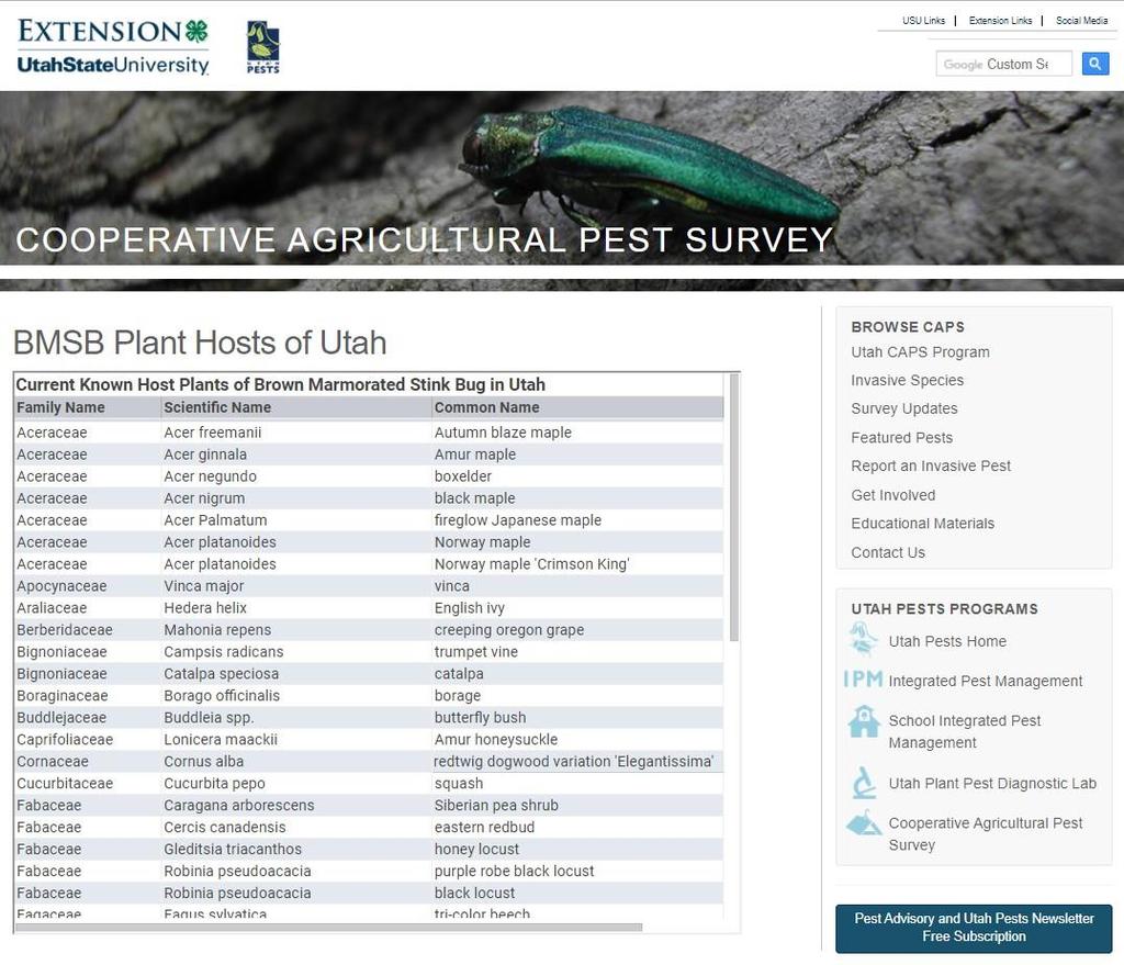 BMSB in Utah: Host Plant Use Residential surveys in 4 counties (northern UT) 49 plant species and 20 plant families. https://utahpests.usu.