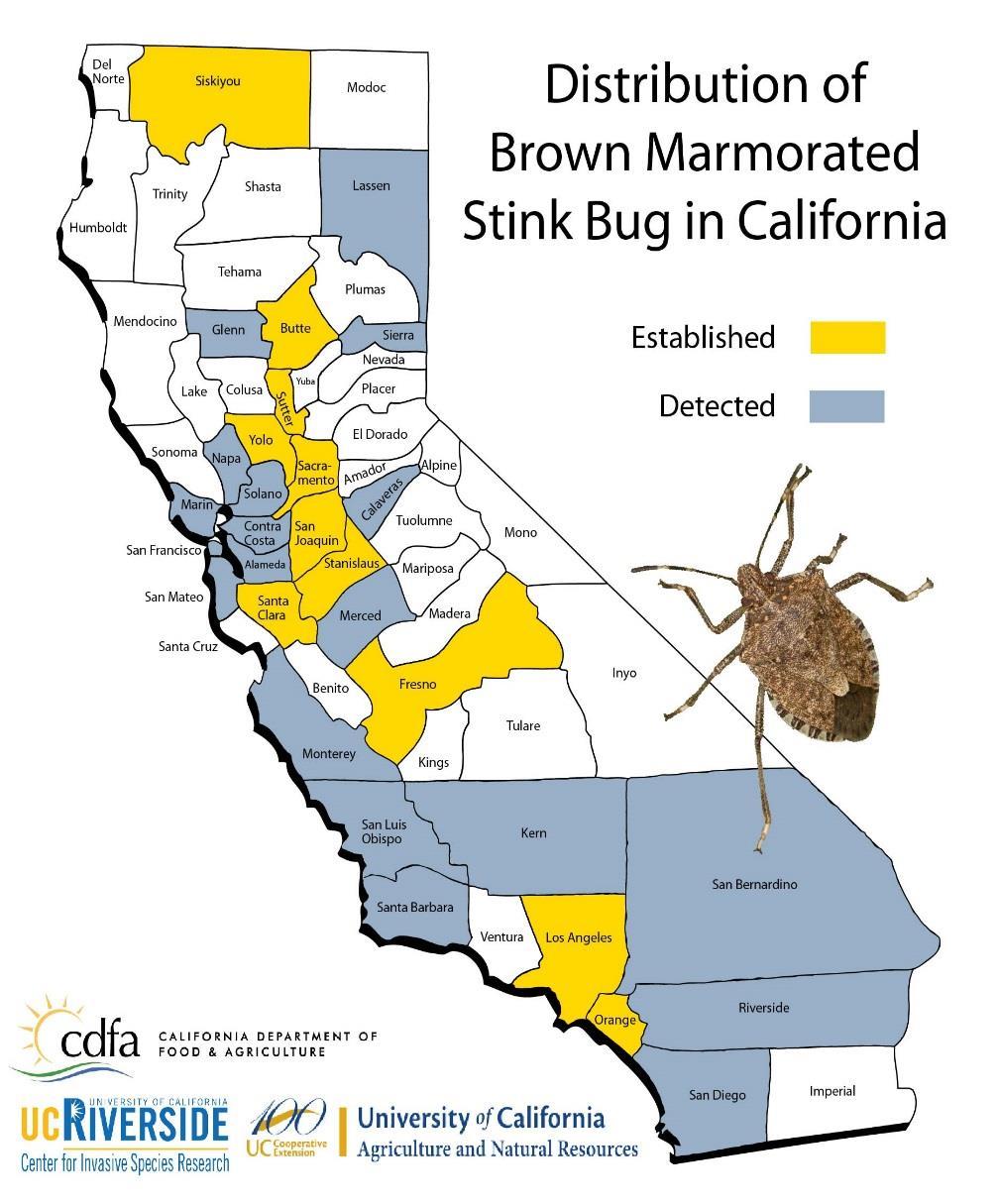 BMSB in California >$50 billion Top agricultural counties are in the Central Valley, other valuable crops throughout the state Almonds