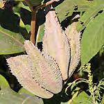 uttonbush* Cephalanthus