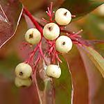 aneberry-red - white berry