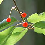 Cranberrybush)