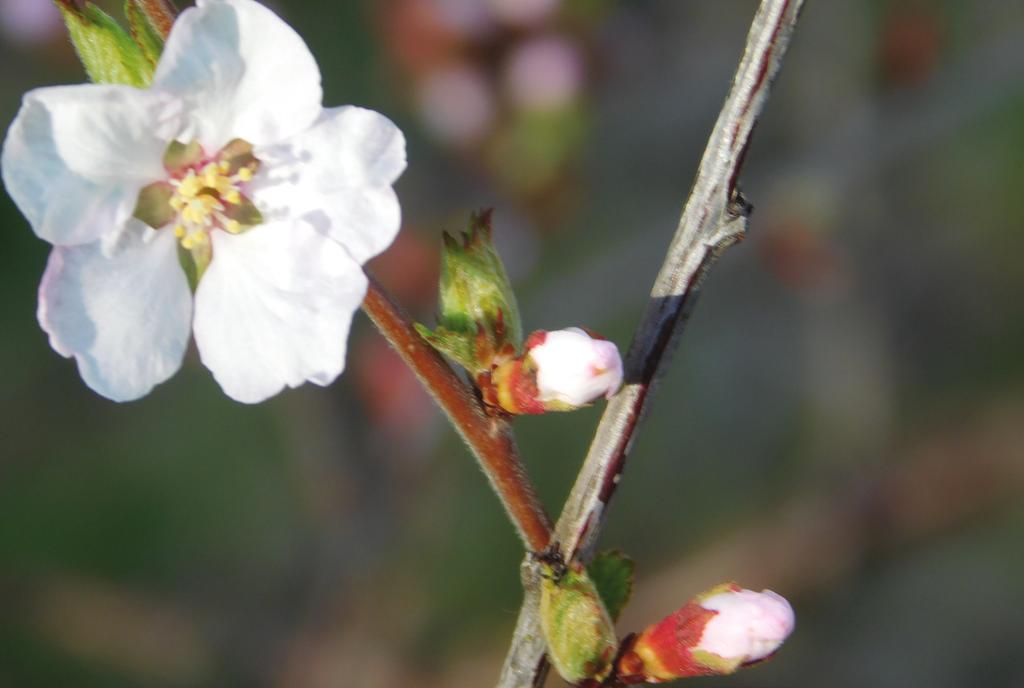 EDIBLE LANDSCAPING Nanking cherries are a superb landscaping plant, with pretty blossoms that open early in the spring and brilliant red fruit on a bright green shrub in the summer.