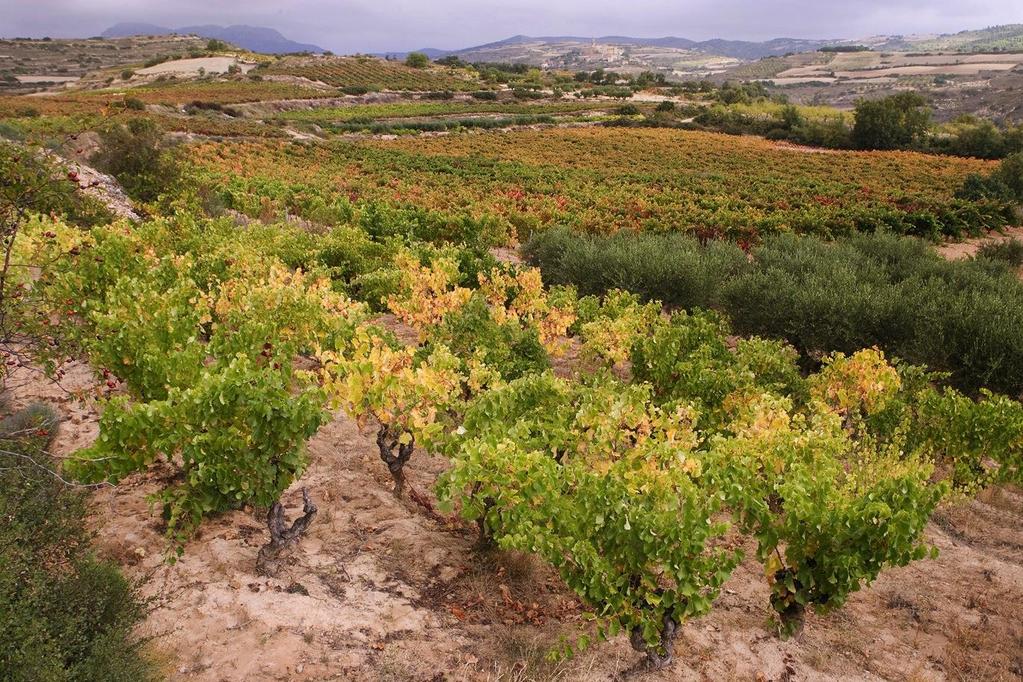 Viura: In La Rioja traditionally when we talk about white wine we refer to the Viura grape. It brings a hint of fruitiness, a floral aroma and just the right level of acidity.