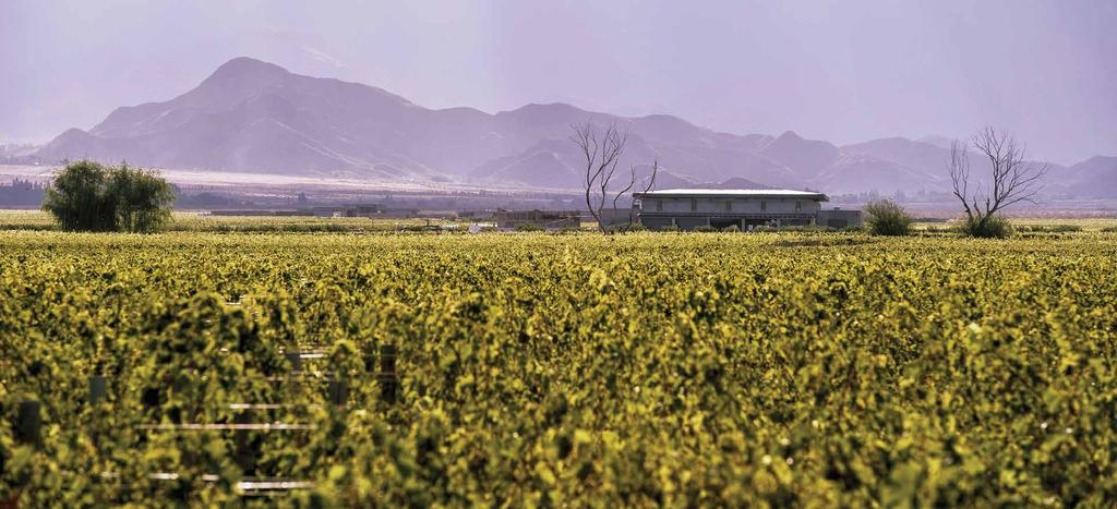 THE VINES OF MENDOZA With over 10 years experience, 750 acres