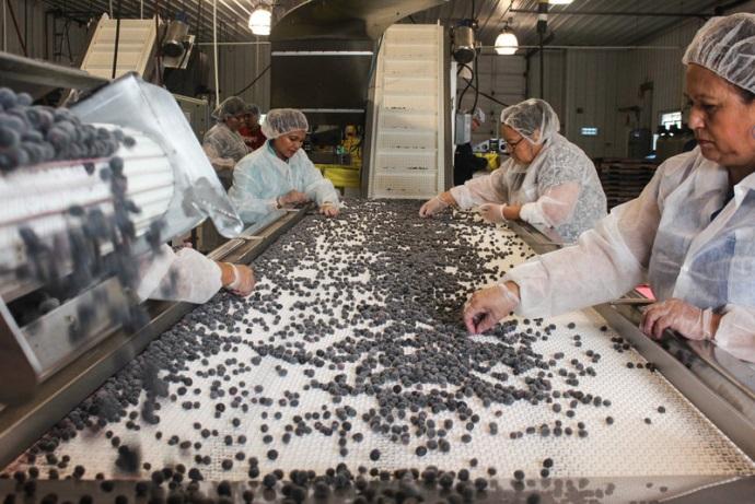 How New Jersey Tamed The Wild Blueberry For Global Production AUGUST 04, 2015 5:49 AM ET DAN CHARLES Final inspection of frozen blueberries at the Atlantic Blueberry Co.