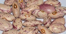 Kyrgyz kidney beans value chain 18 Table 9.