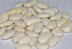 beans (Phaseolus vulgaris) in Kyrgyzstan and