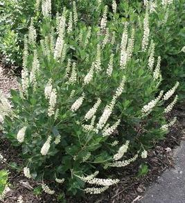 to light shade is best; plant in protected sites, especially from wind August: Sweet Pepperbush (Clethra alnifolia) An upright deciduous shrub, 5' to 8' tall and 4'