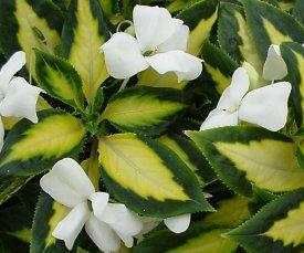 In our Spring Newsletter we discussed the new impatiens blight, but forgot to mention some of the annual alternatives for shady spots.