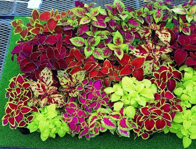 -Coleus, typically utilized for the foliage color, they are available in many different color combinations and leaf shapes!