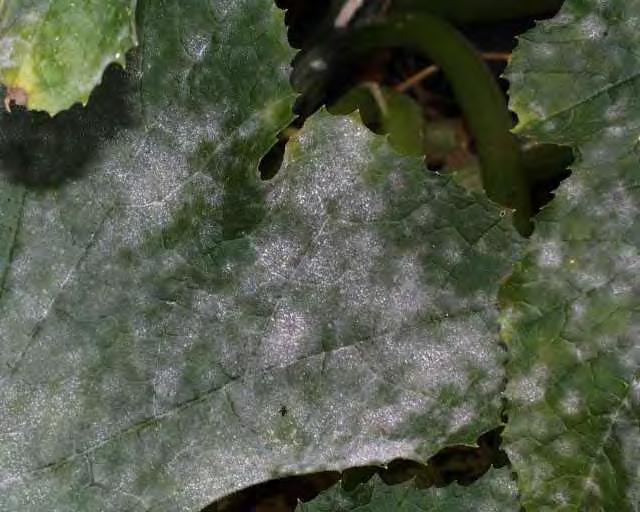 Powdery Mildew Rally 1 day PHI After first
