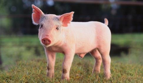 Pigs were extremely successful in the New World after being introduced by early European explorers and became very important to the Americas.