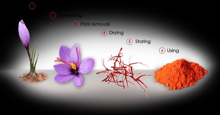 How to grow Saffron?
