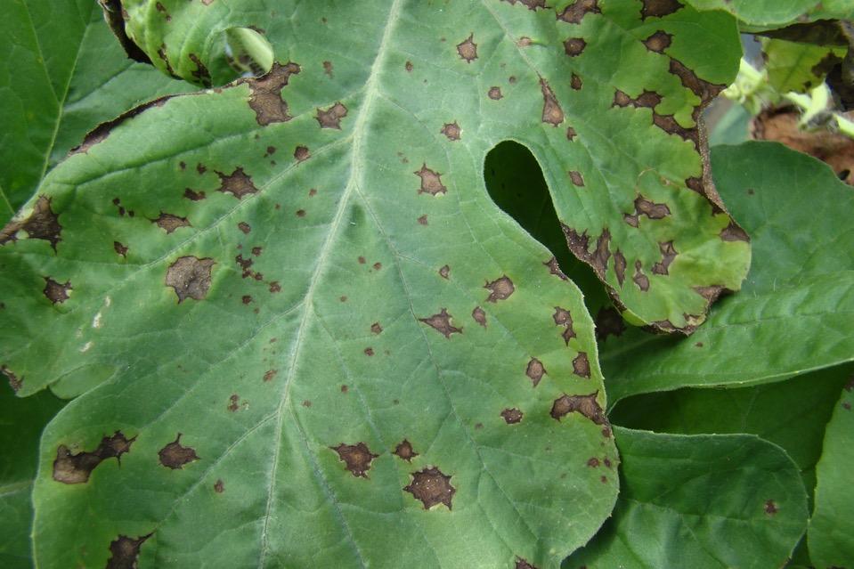 If it is not gummy stem blight, this may be Anthracnose caused by Colletotrichum