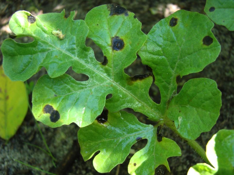 If it is not Anthracnose, this may be Cercospora leaf spot caused by Cercospora