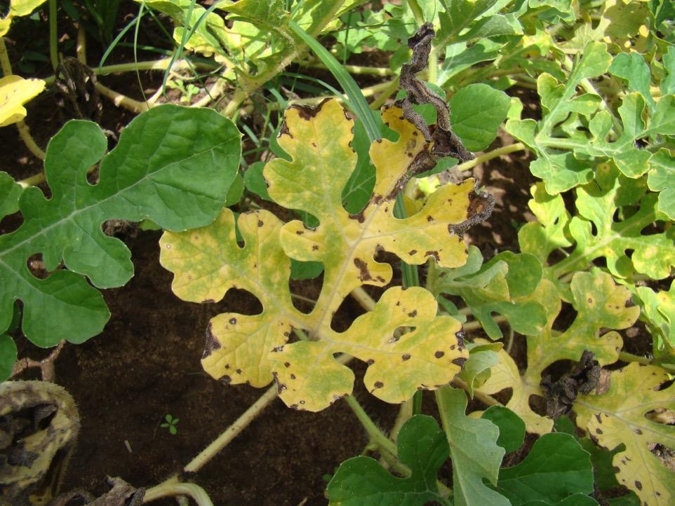 Cercospora leaf spot can